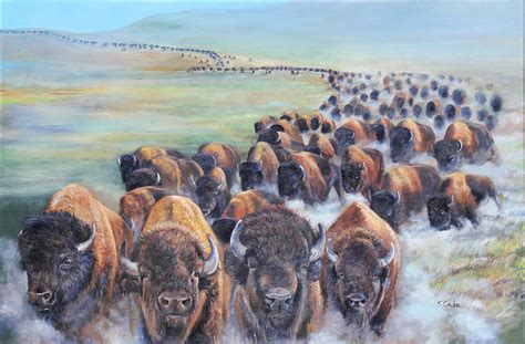 buffalo stampede free download.